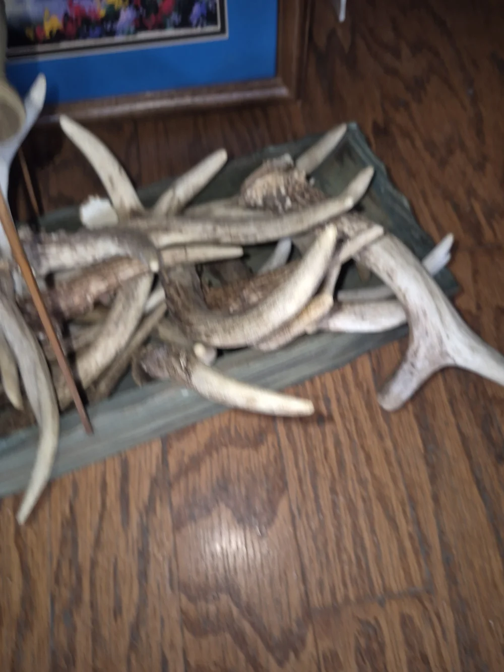 Whitetail Natural Deer Antler Chews. Lot Of 10. Various Sizes.